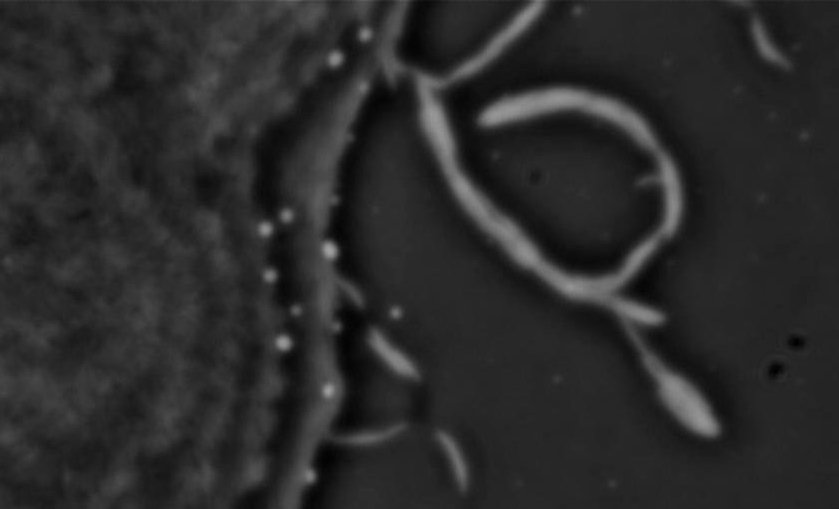 swarm_behavior